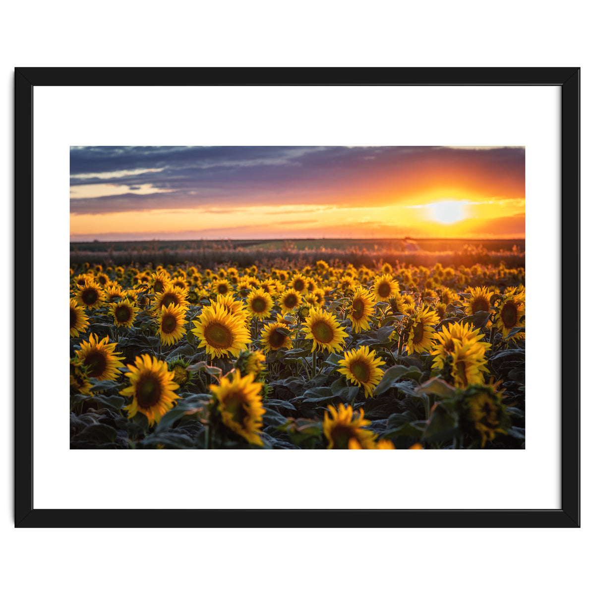 Sunflowers at Sunset