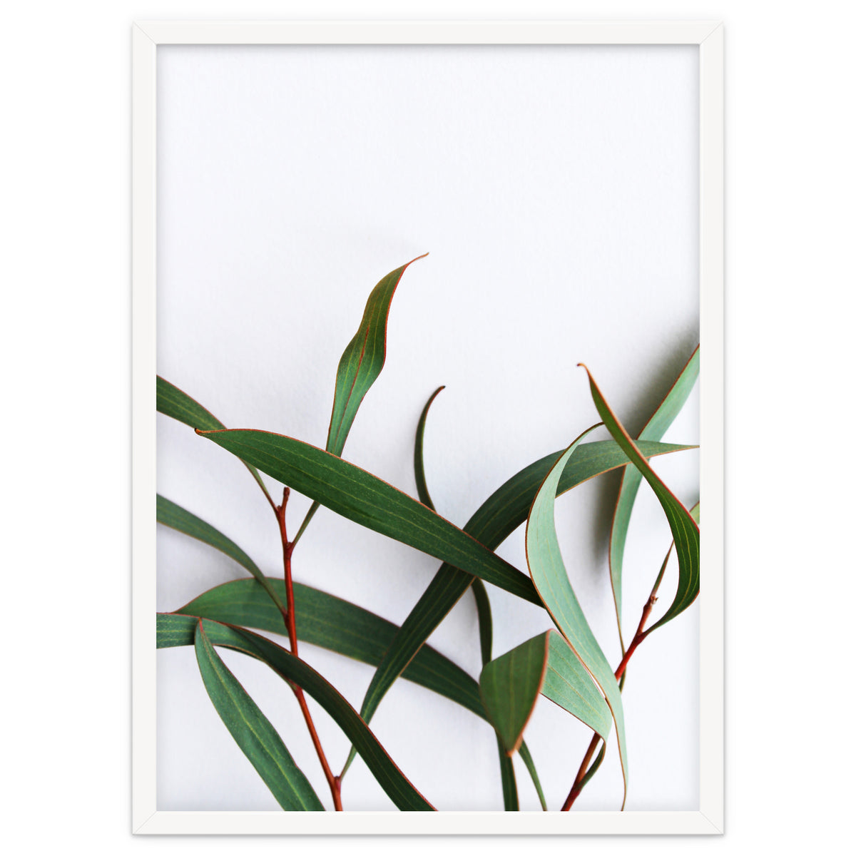 Green Eucalyptus leaves