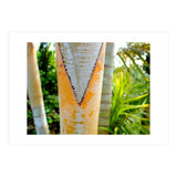 Palm V (Print Only) thumbnail