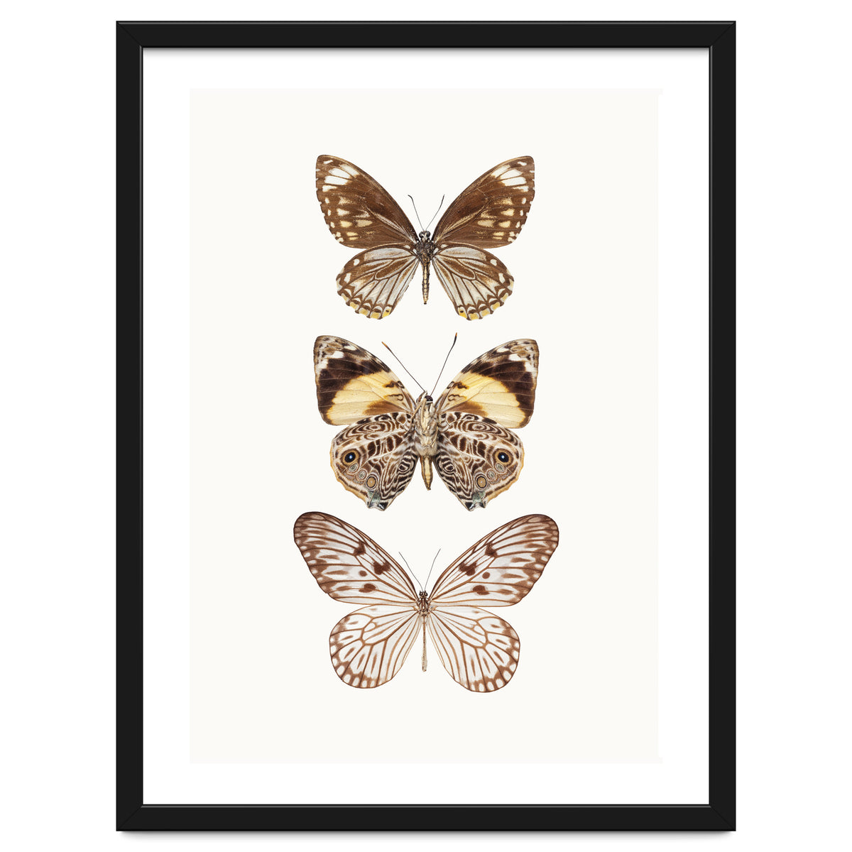 Cc Butterflies 06