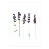 Botanical Illustration Lavender (Print Only) thumbnail