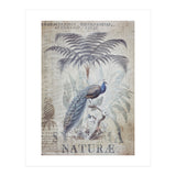 Peacock Jungle (Print Only) thumbnail