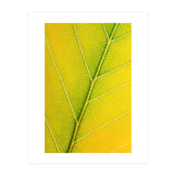 Autumn Leaf (Print Only) thumbnail