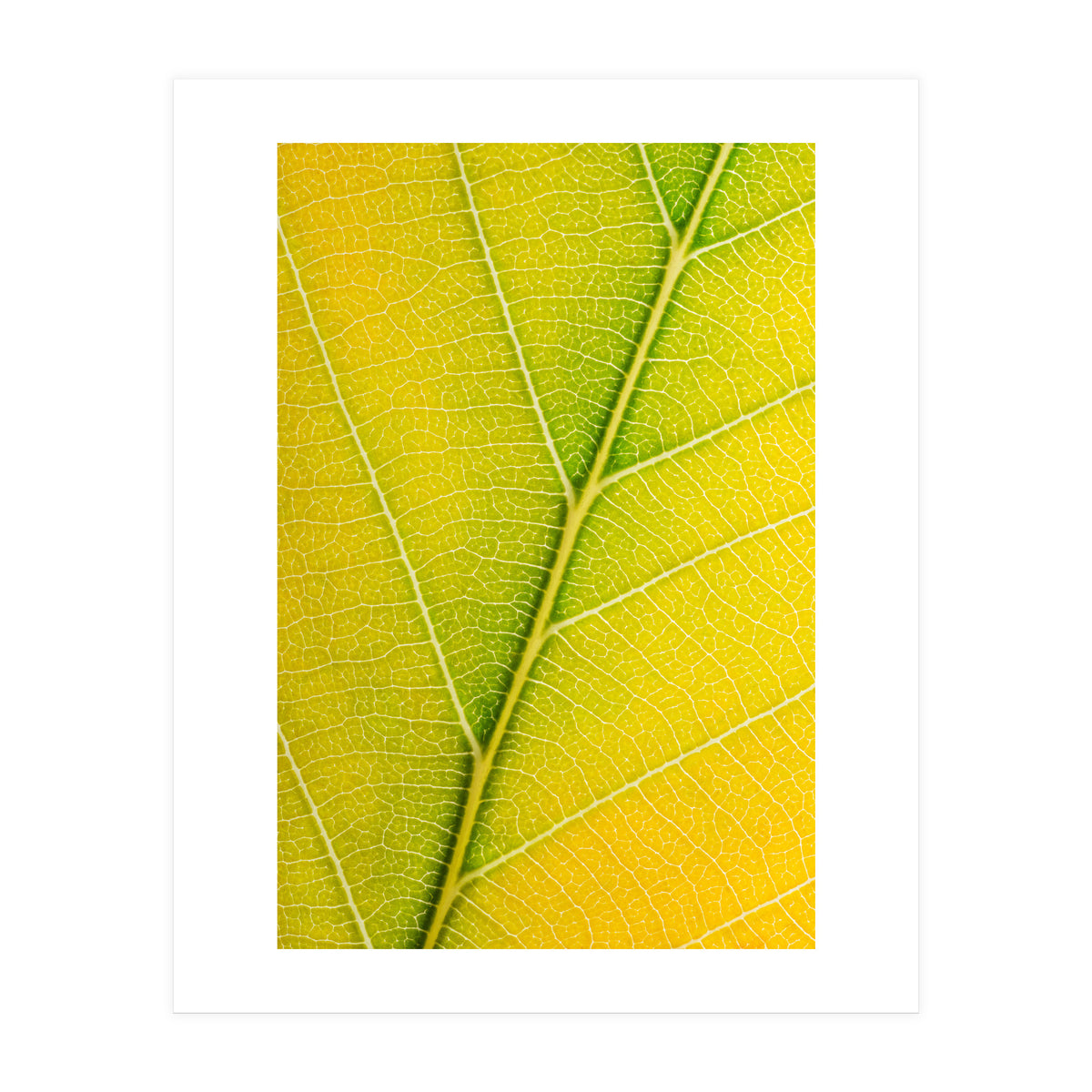 Autumn Leaf (Print Only)