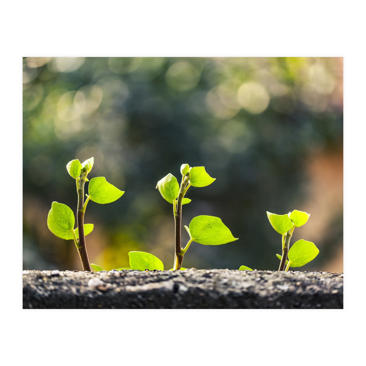 Plant in Nature (Print Only)