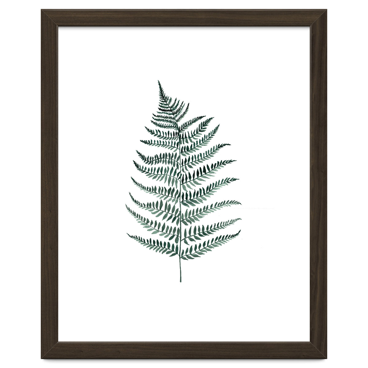 Botanical Illustration Silverfern