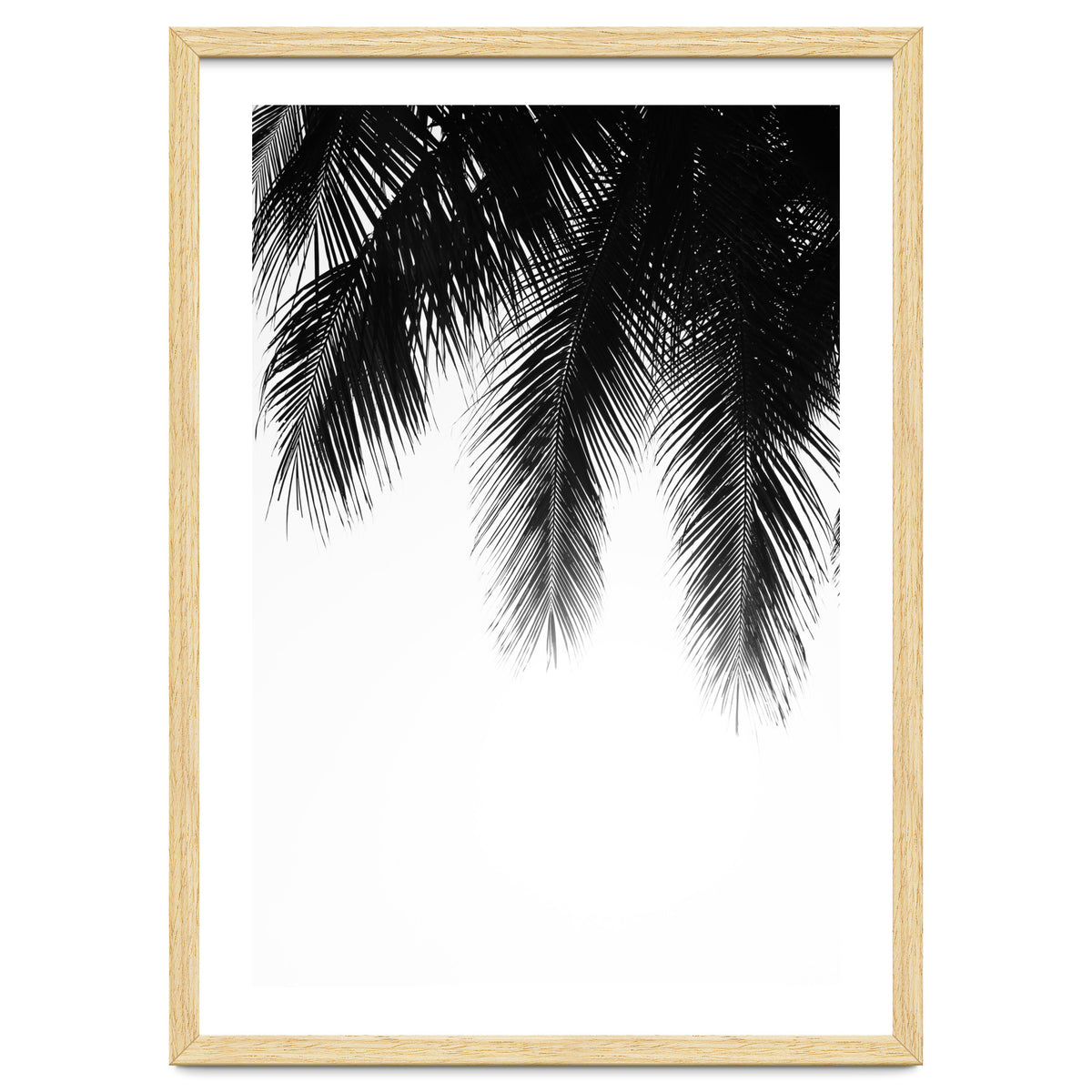Palm leaves
