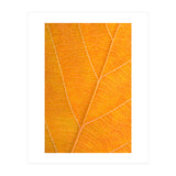 Autumn Leaf (Print Only) thumbnail