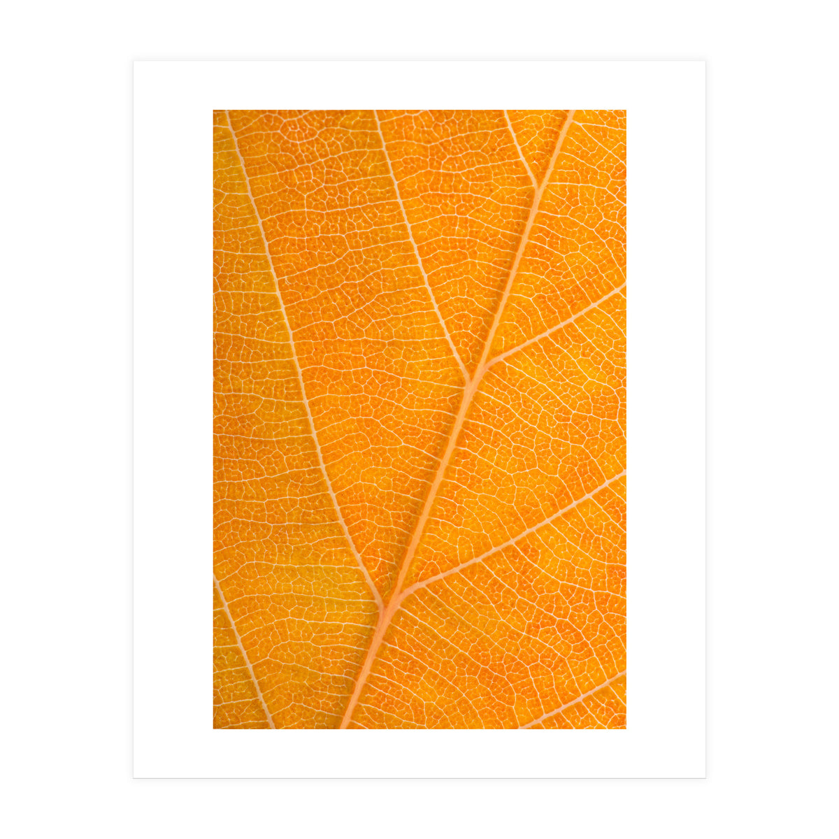 Autumn Leaf (Print Only)