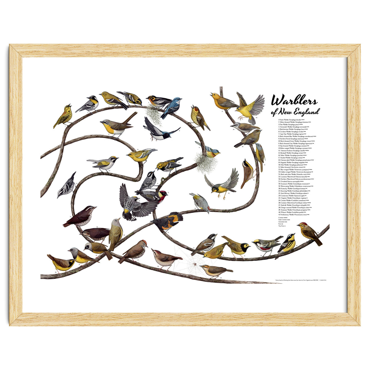 Warblers of New England