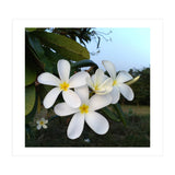 Frangipani (Print Only) thumbnail