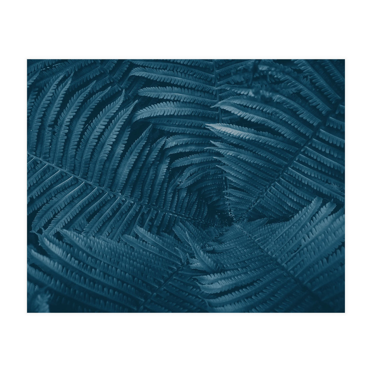 Pteridopsida 4 (Print Only)