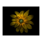 Backyard Flowers No 34 Color Version (Print Only) thumbnail