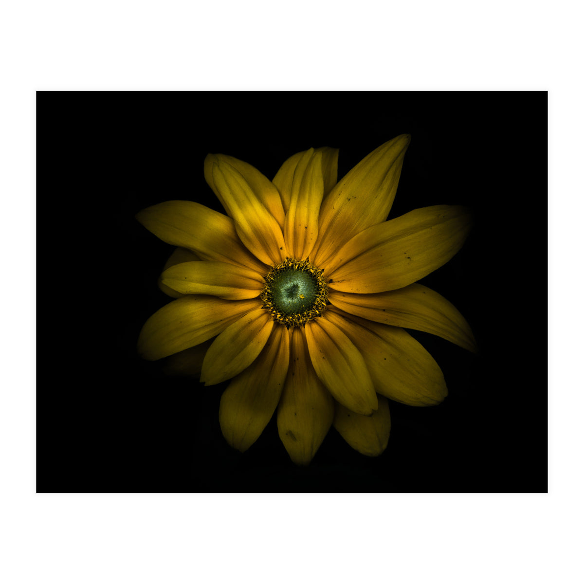 Backyard Flowers No 34 Color Version (Print Only)