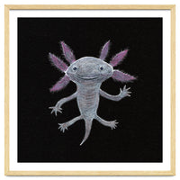 Axolotl