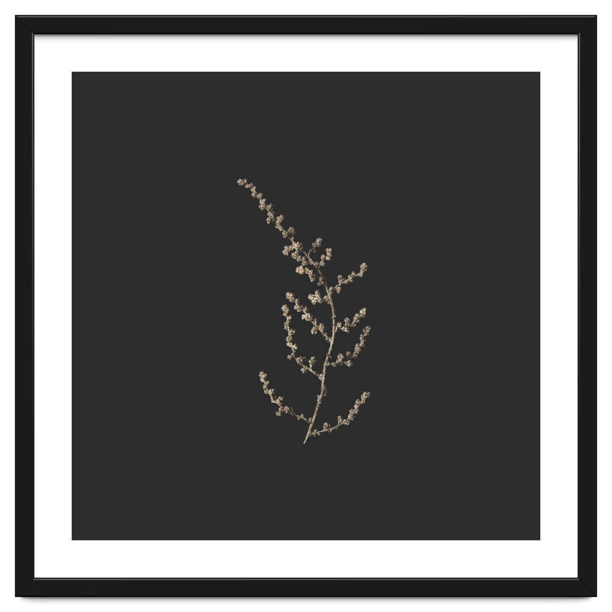 Delicate Golden Fynbos Botanicals on Black - Square