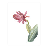 Botanical Illustration Pink Cactus Flower (Print Only) thumbnail