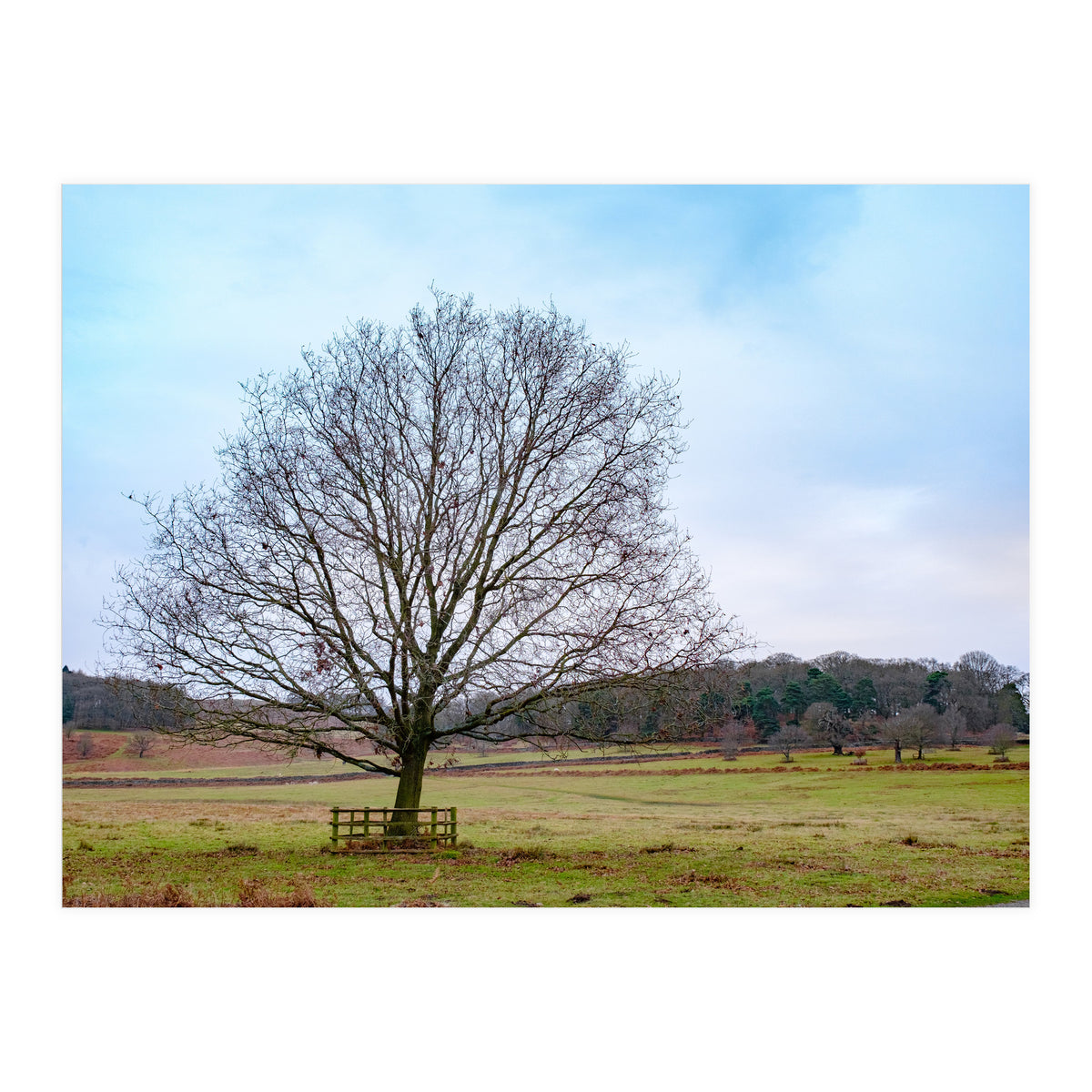Young Oak Tree in Winter  (Print Only)