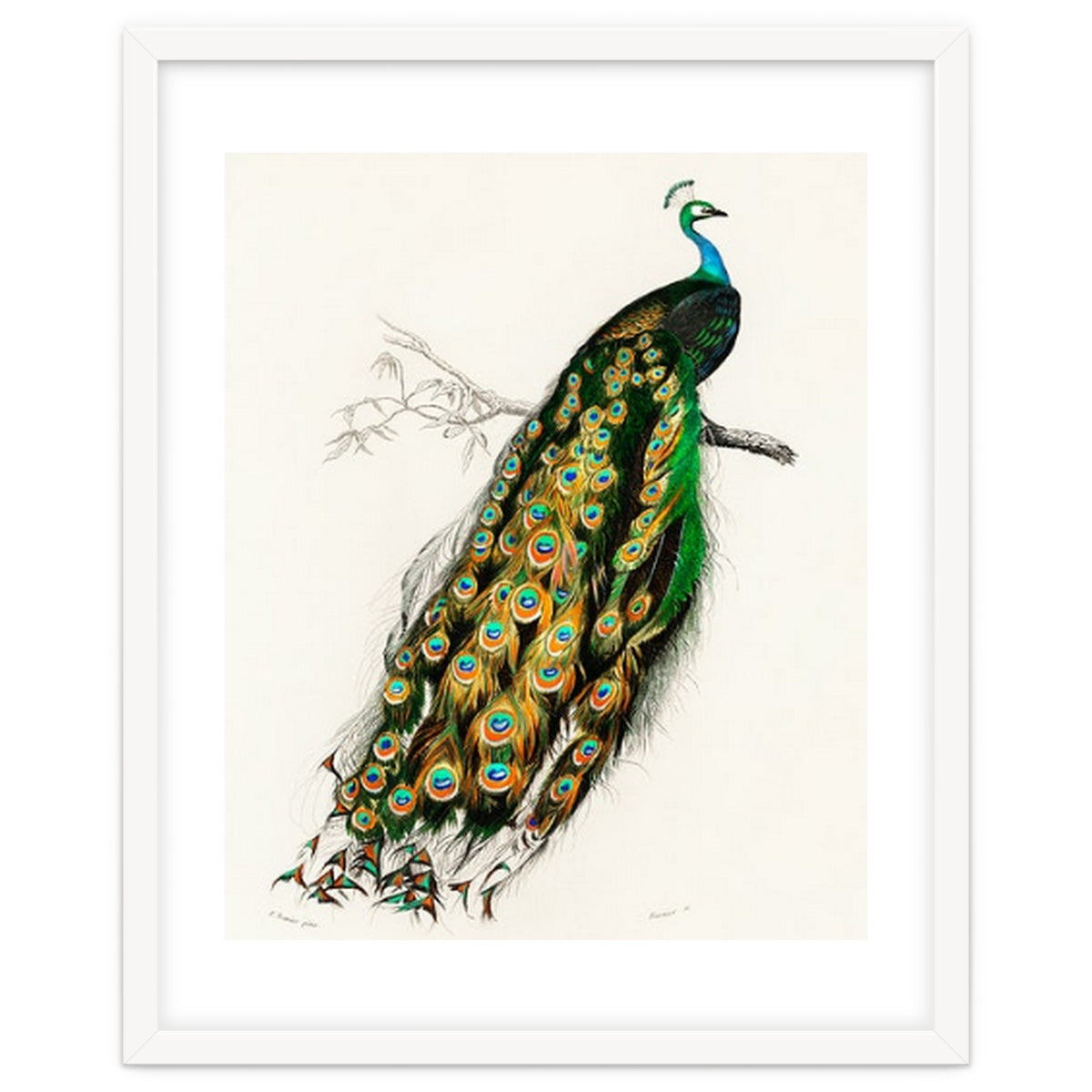 Indian peafowl illustrated