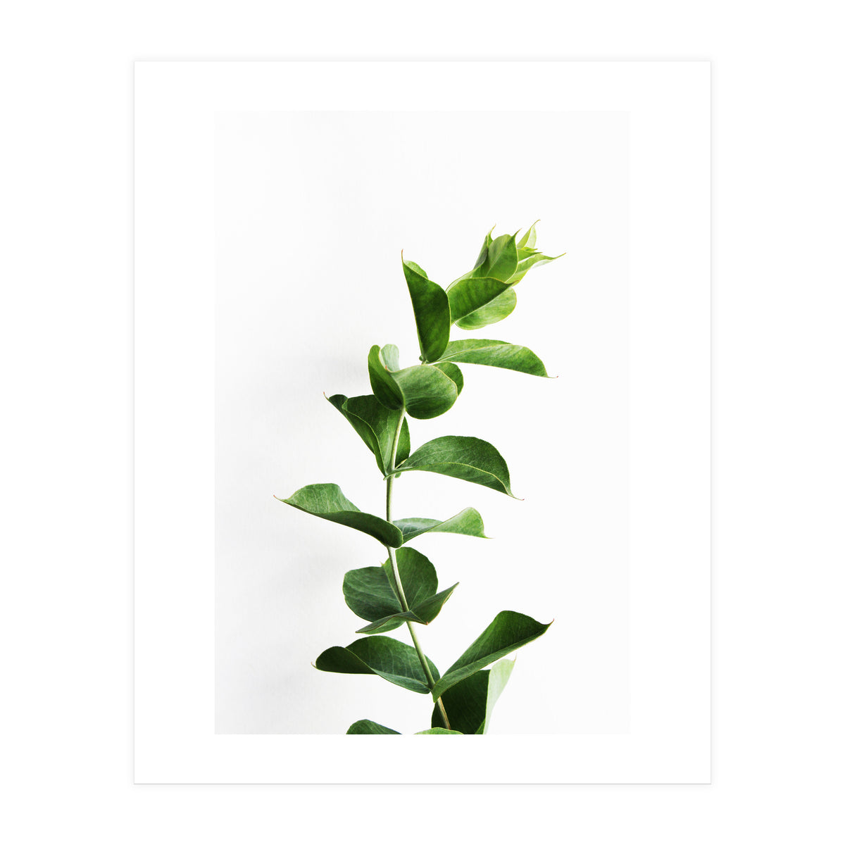 Eucalyptus (Print Only)