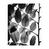 Branches and Leaves II (Print Only) thumbnail
