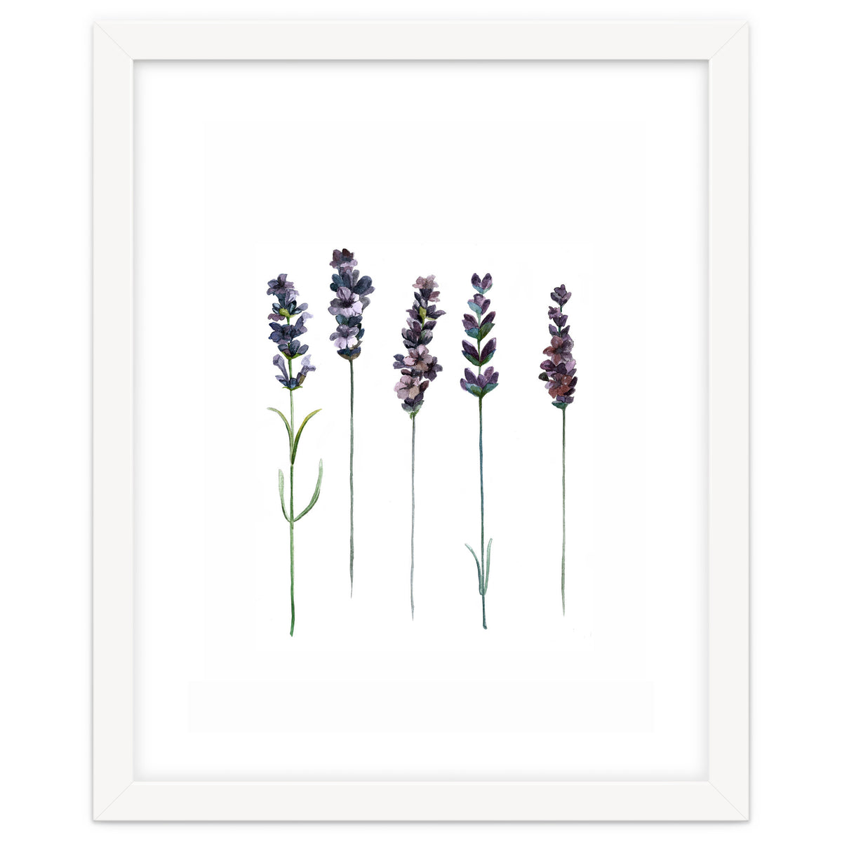 Botanical Illustration Lavender