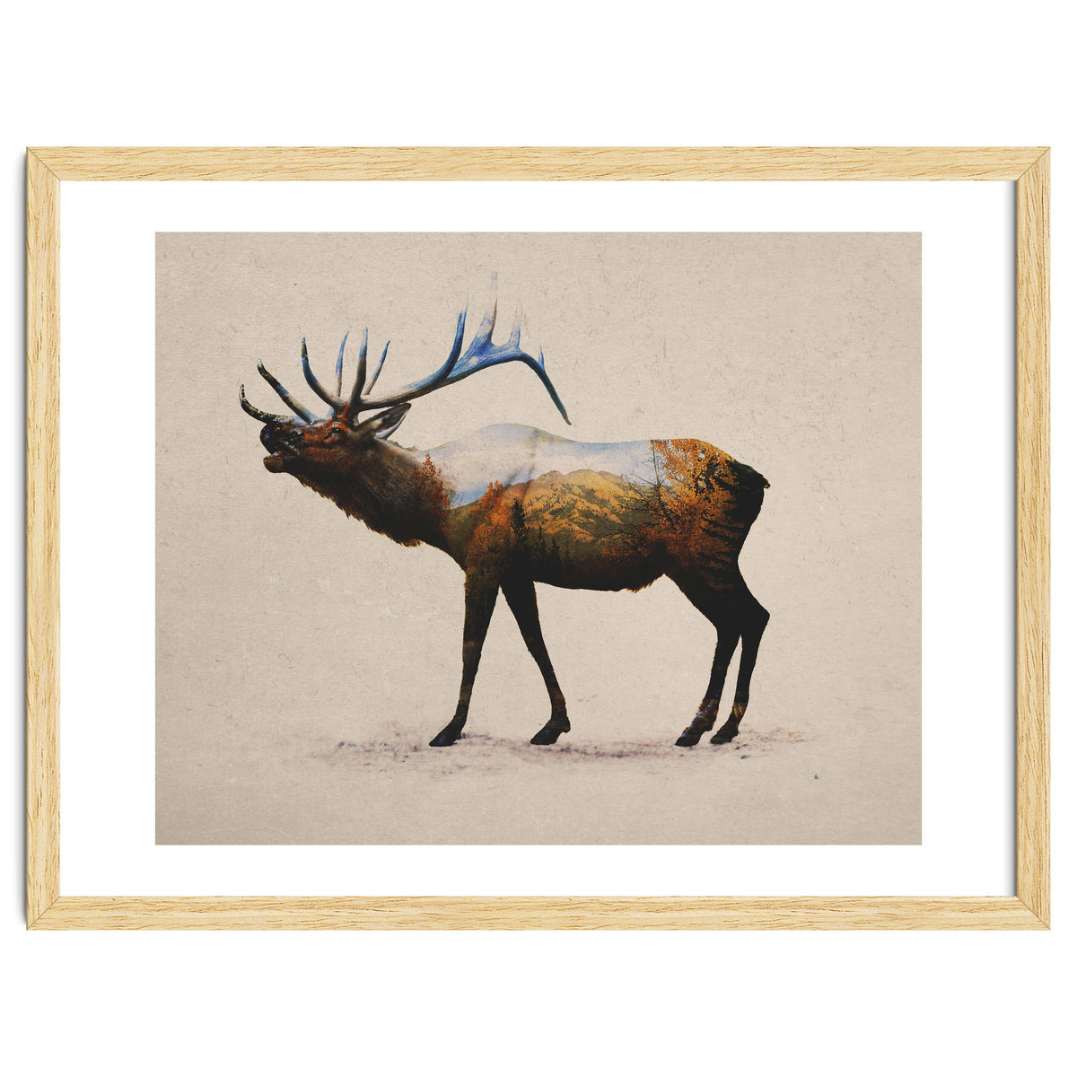 The Rocky Mountain Elk