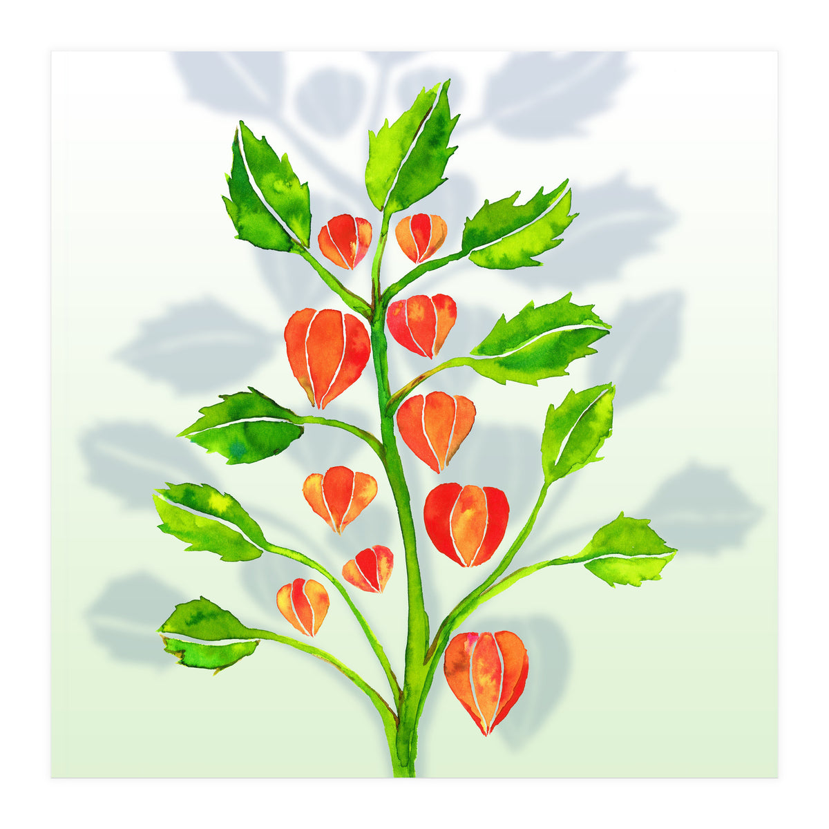Physalis (Print Only)