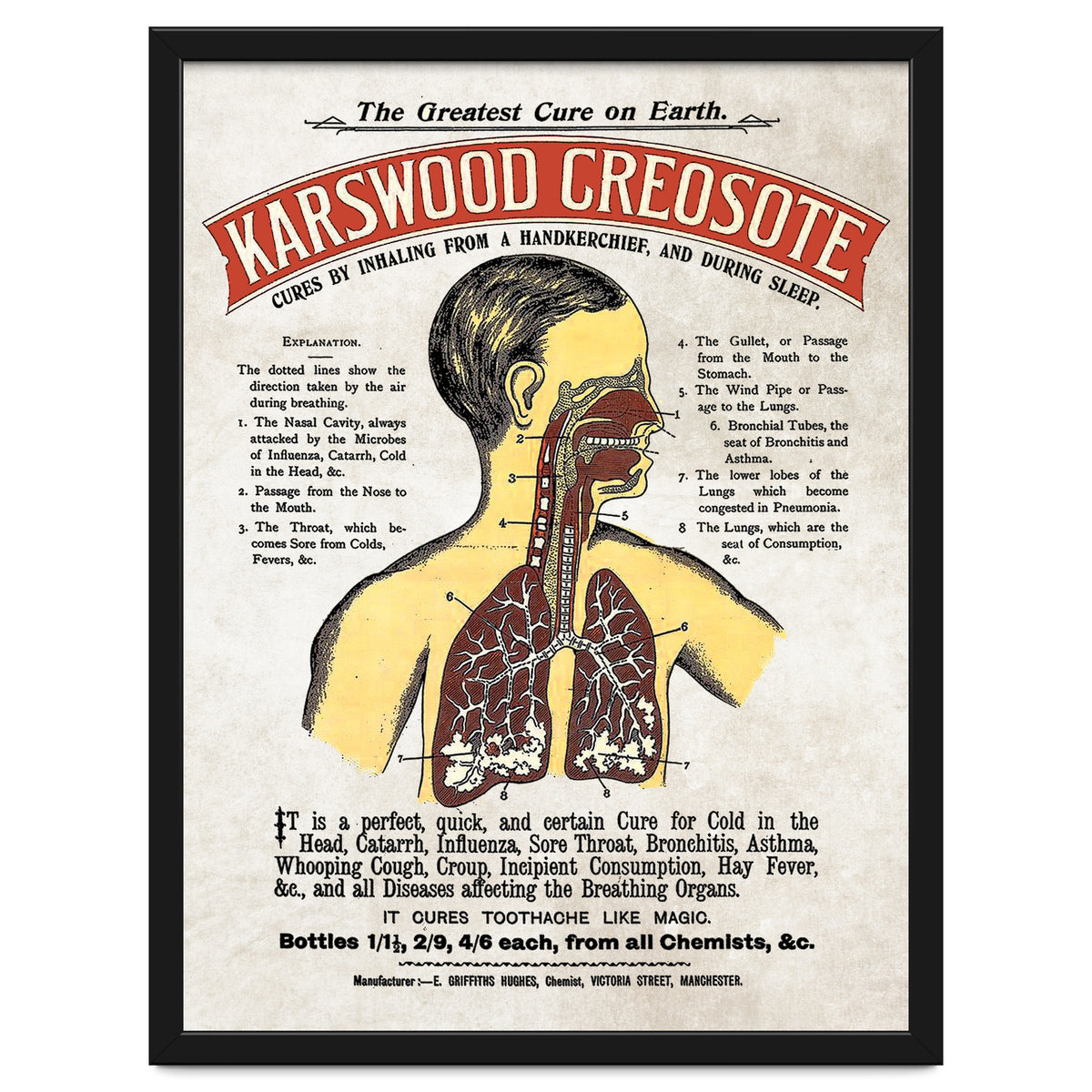 anatomy digestive system poster