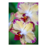 Orchidee Phalleanopsis (Print Only) thumbnail