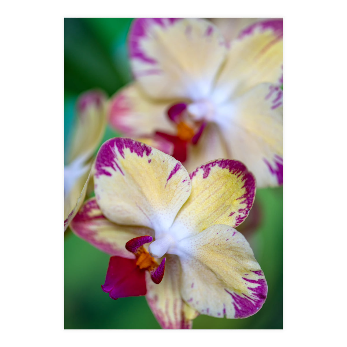 Orchidee Phalleanopsis (Print Only)