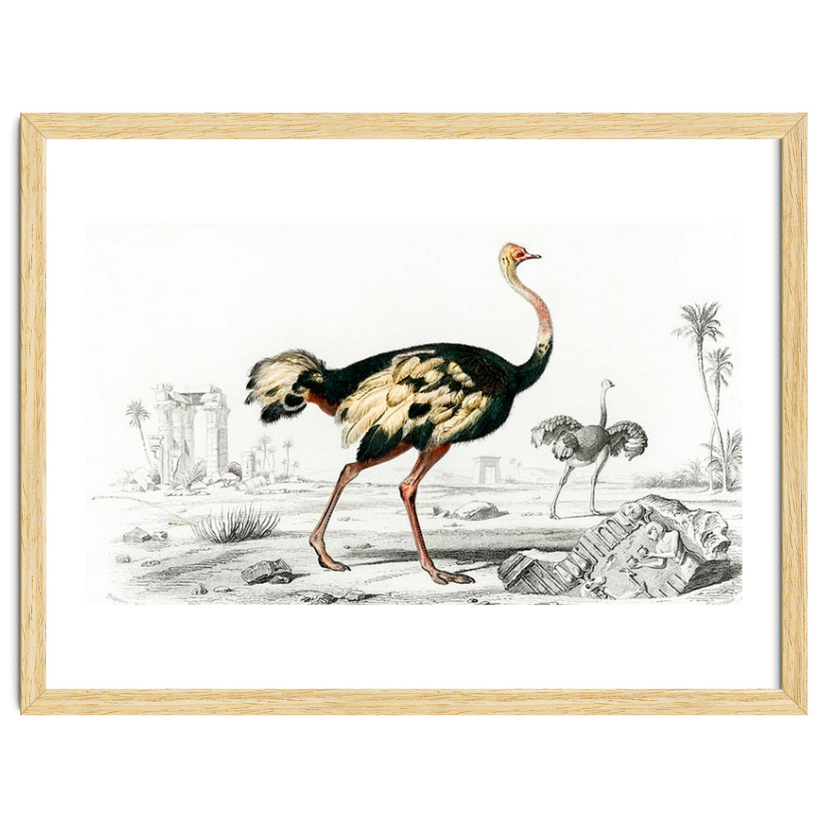 Struthio illustrated