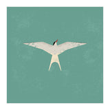 Arctic Tern (Print Only) thumbnail