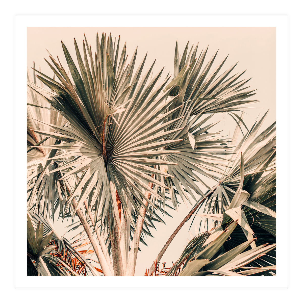 Morning Star (Print Only)