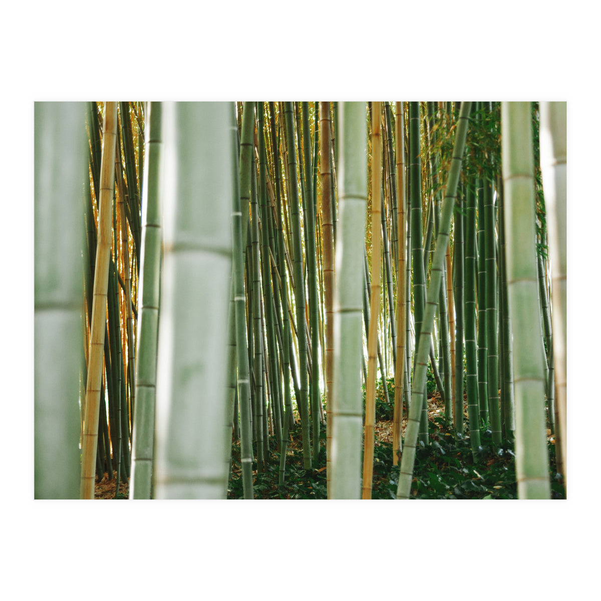 Scorpion (Print Only)