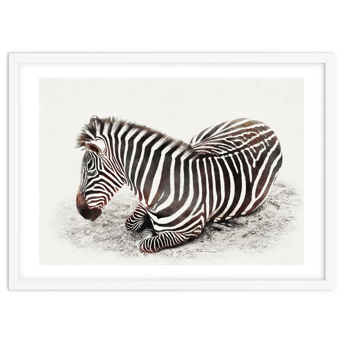 Zebra