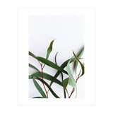 Green Eucalyptus leaves (Print Only) thumbnail