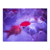 Golden Fish (Print Only) thumbnail