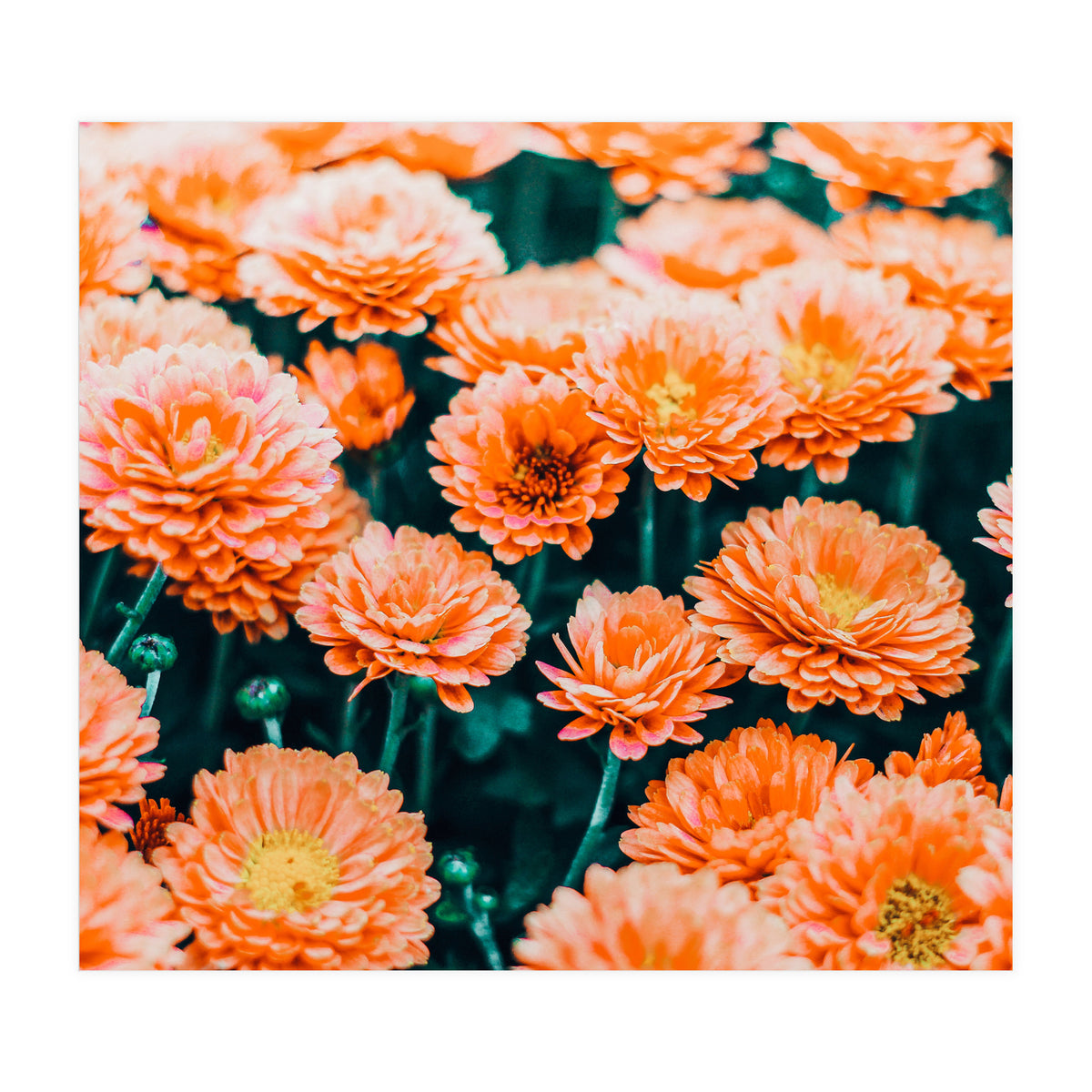 February (Print Only)