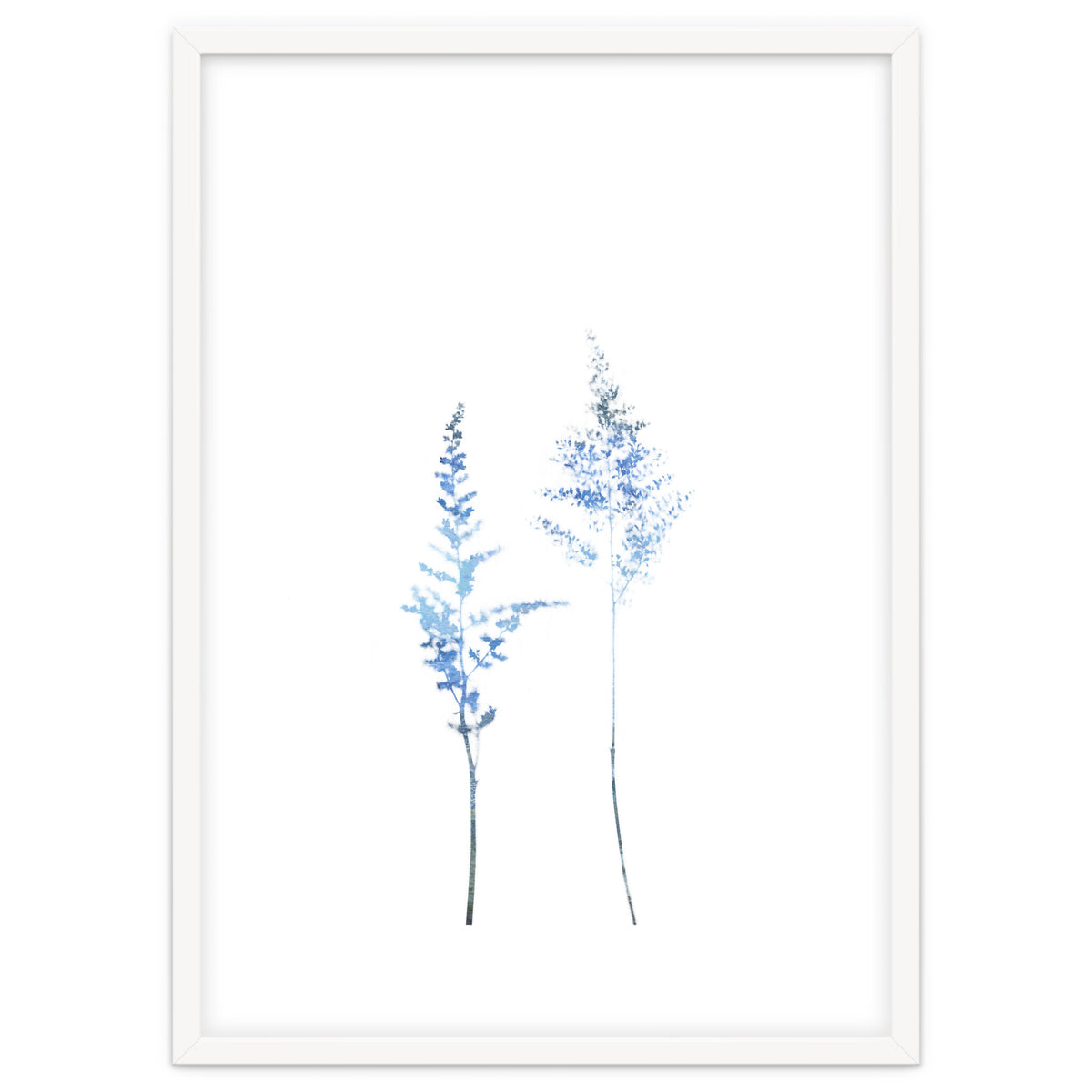 Blue Astilbe