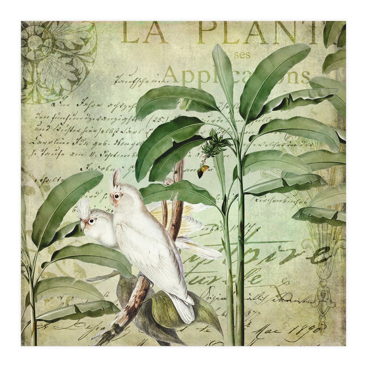 Nostalgic Cockatoo  (Print Only)