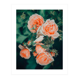 Seasons Blossom (Print Only) thumbnail
