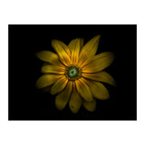 Backyard Flowers No 34 Color Version (Print Only) thumbnail