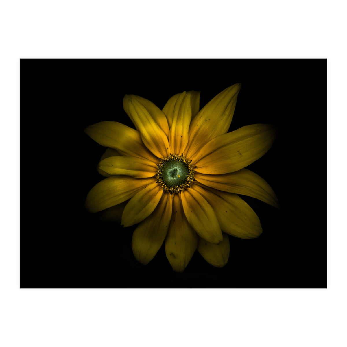 Backyard Flowers No 34 Color Version (Print Only)