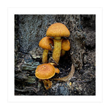 Tree Fungi  (Print Only) thumbnail