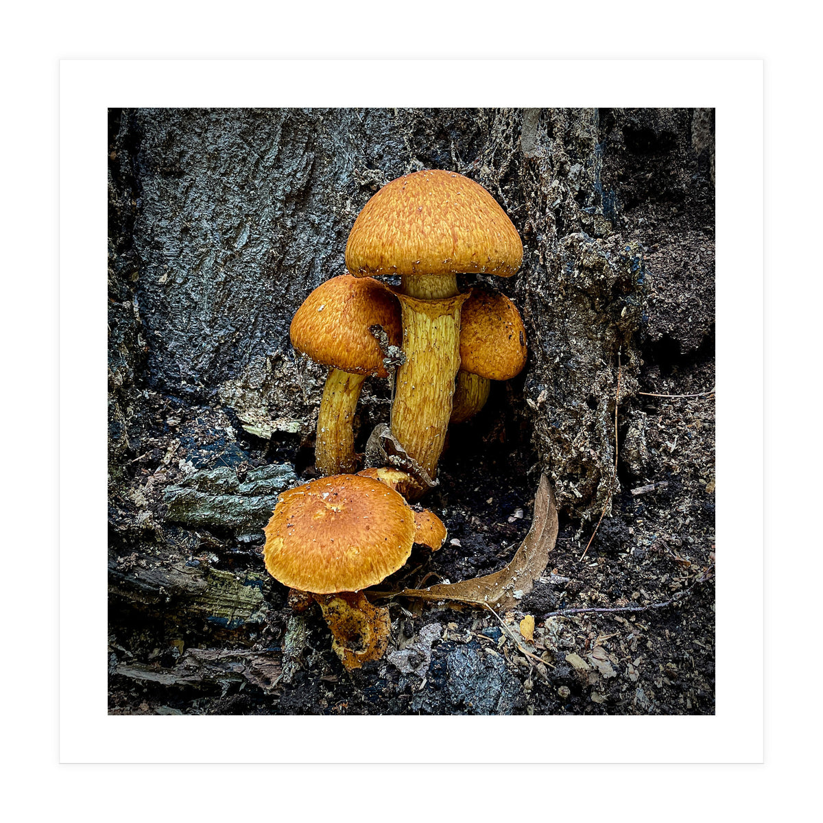 Tree Fungi  (Print Only)