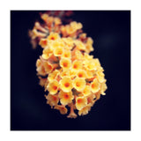 Autumn Flowers (Print Only) thumbnail