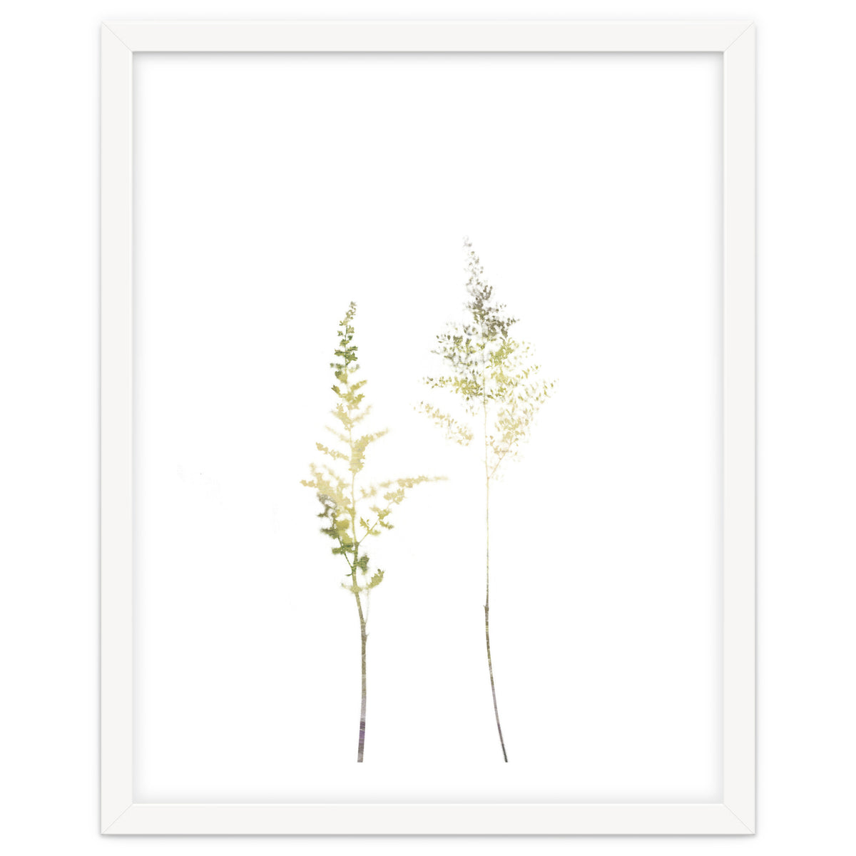 Neutral Astilbe