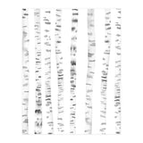 Birch Trees (Print Only) thumbnail