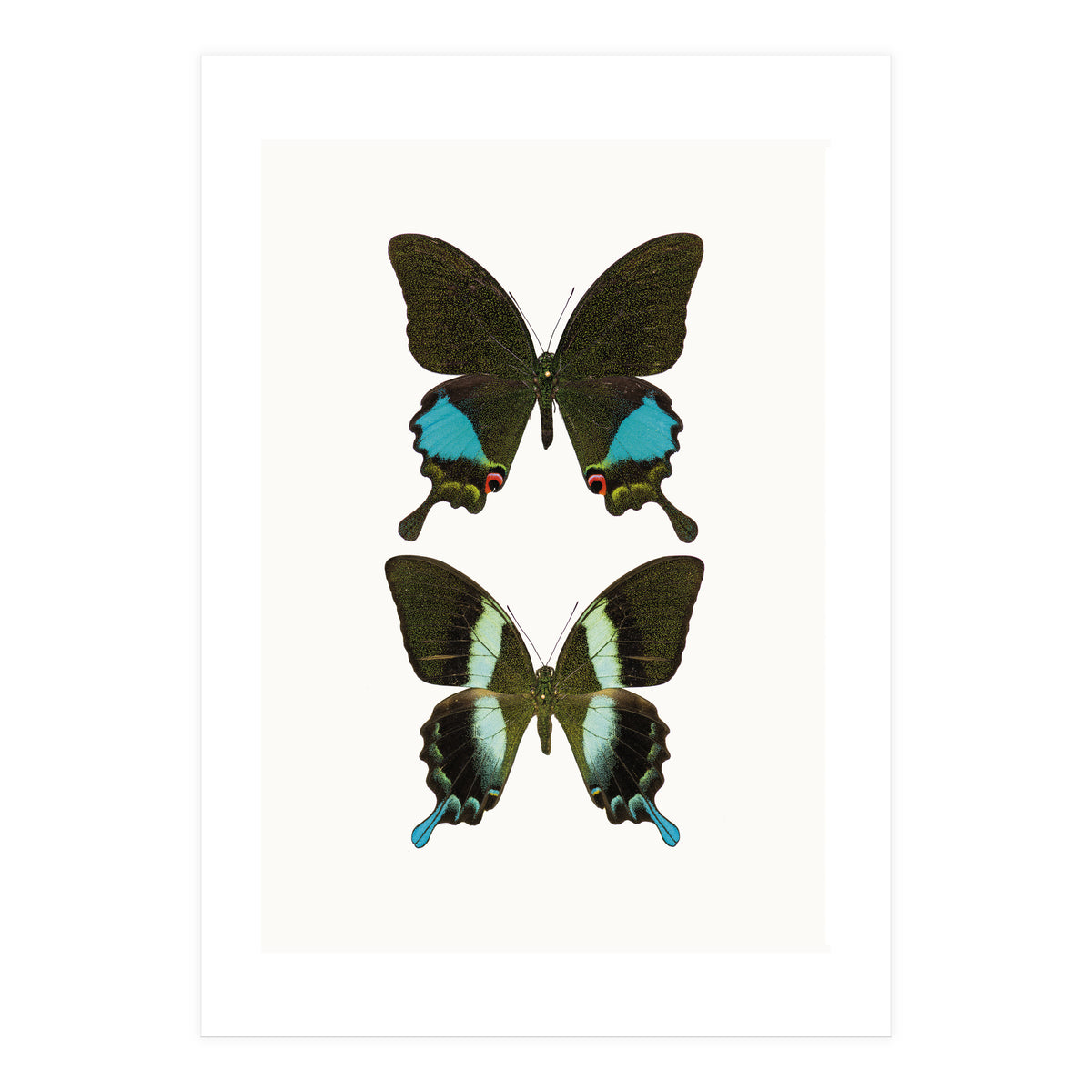Cc Butterflies 02 (Print Only)
